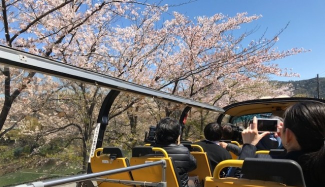 スカイバス京都 2階建てオープントップバス 春