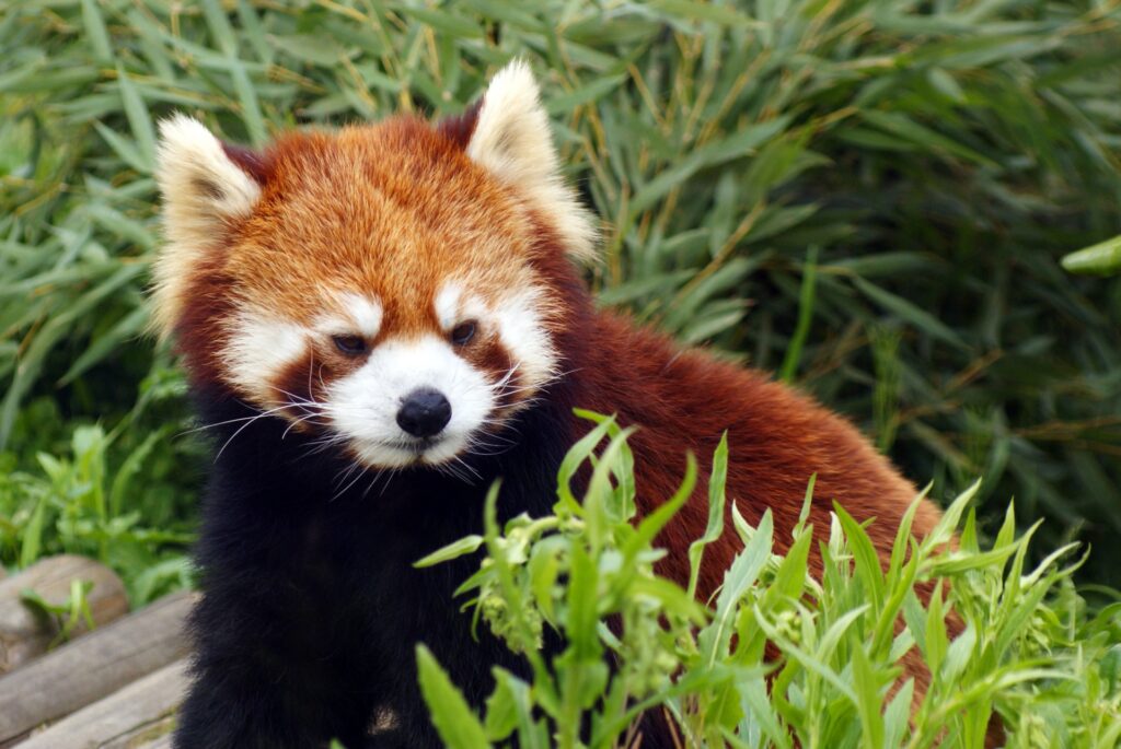 京都市動物園「春の夜間開園」