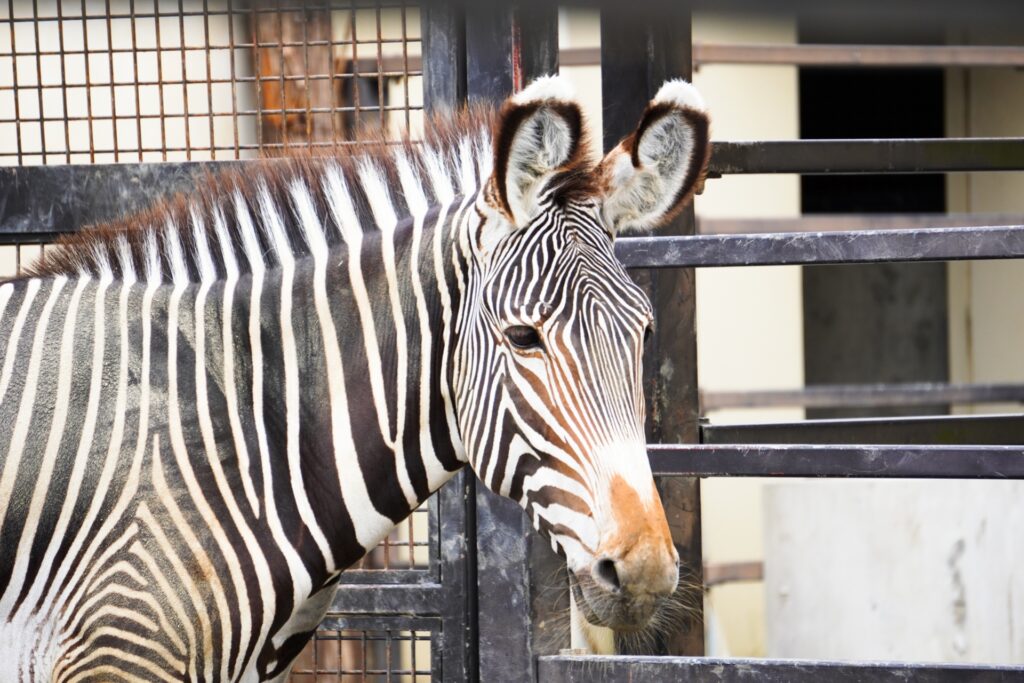 京都市動物園「春の夜間開園」