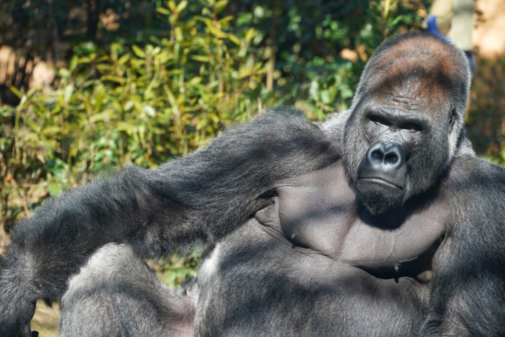 京都市動物園「春の夜間開園」