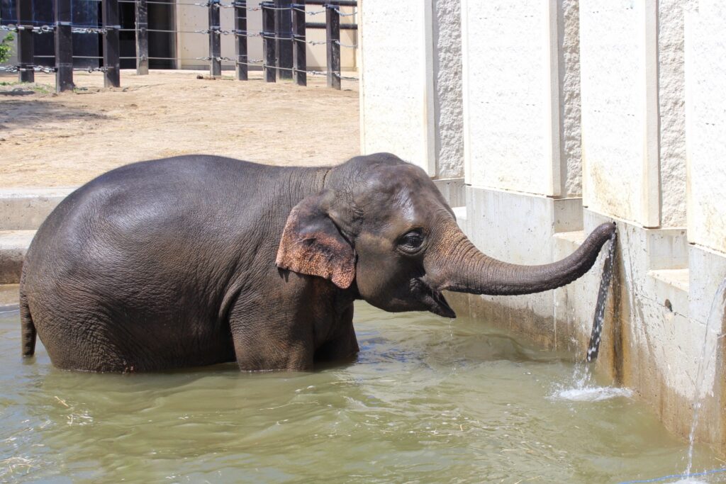 京都市動物園「春の夜間開園」