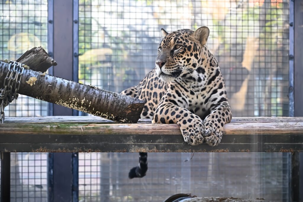 京都市動物園「春の夜間開園」