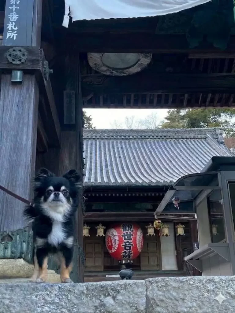 柳谷観音 楊谷寺 2026年5月3日(日)から5月6日(水)「奉納花手水」と「花供養/花祈願」
