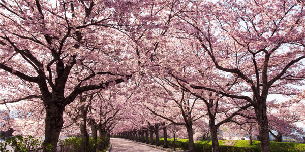 桜・都おどり
