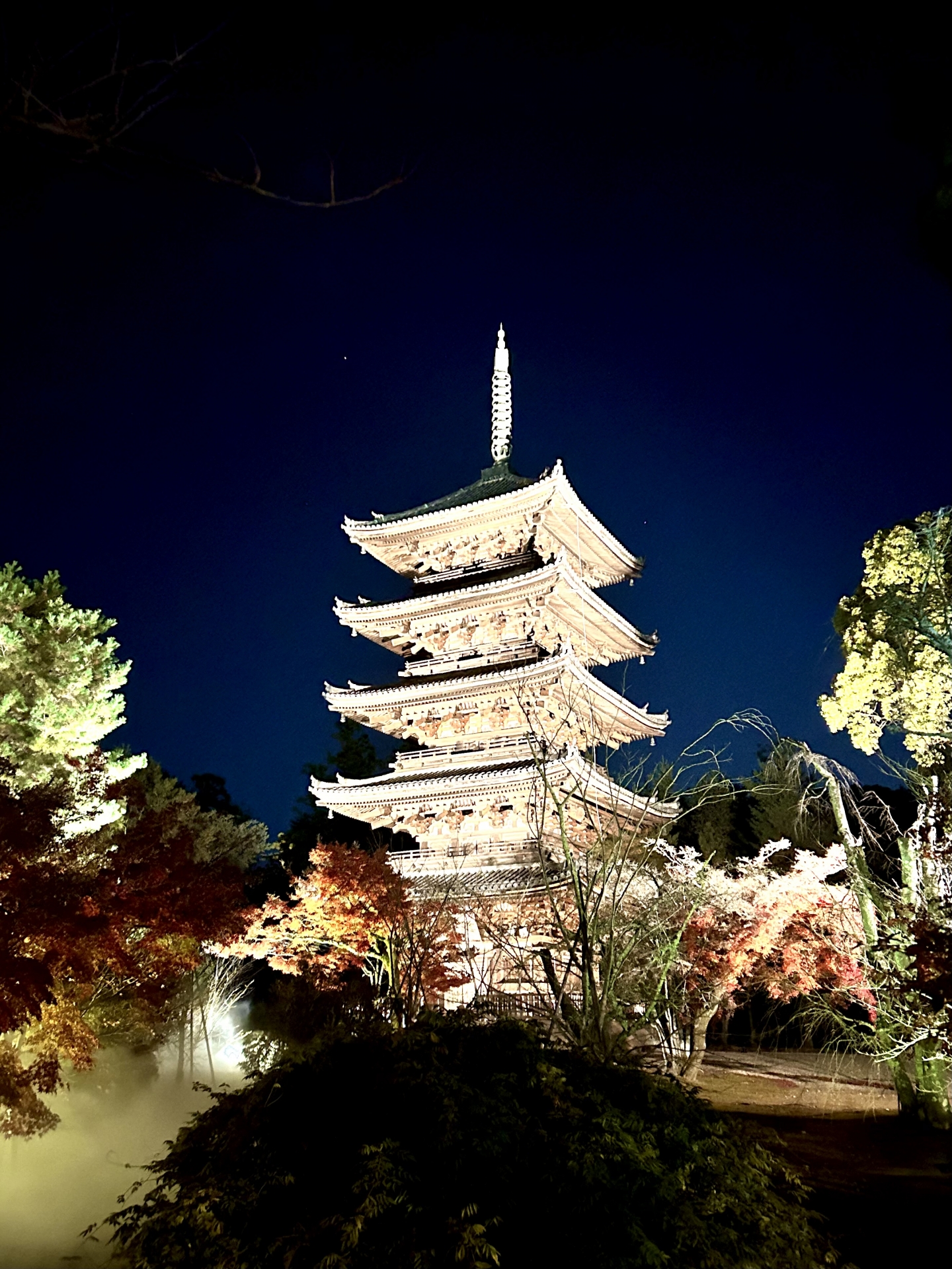 【京都 仁和寺ライトアップ】仁和寺 青もみじ雲海ライトアップ 拝観券