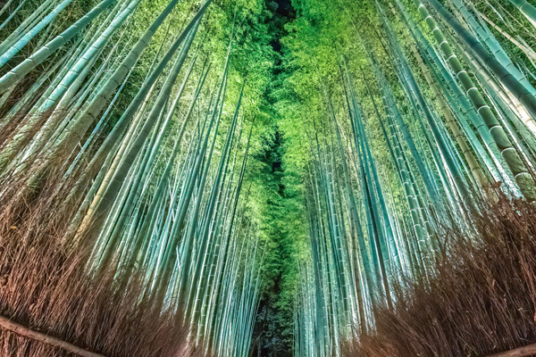 半日で巡る王道コース