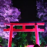 【京都 夜のバスツアー】夜の夏の旅 下鴨神社「御手洗祭」＋仁和寺 国名勝指定の庭園ライトアップ