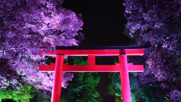 ★【京都 夜のバスツアー】夜の夏の旅 下鴨神社「御手洗祭」＋仁和寺 国名勝指定の庭園ライトアップ＜2026/7/18・19＞（京都駅発）
